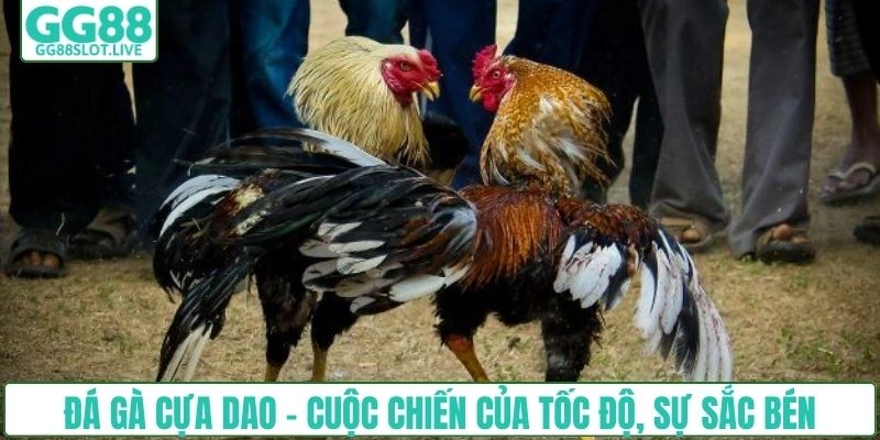 Đá gà cựa dao - Cuộc chiến của tốc độ, sự sắc bén